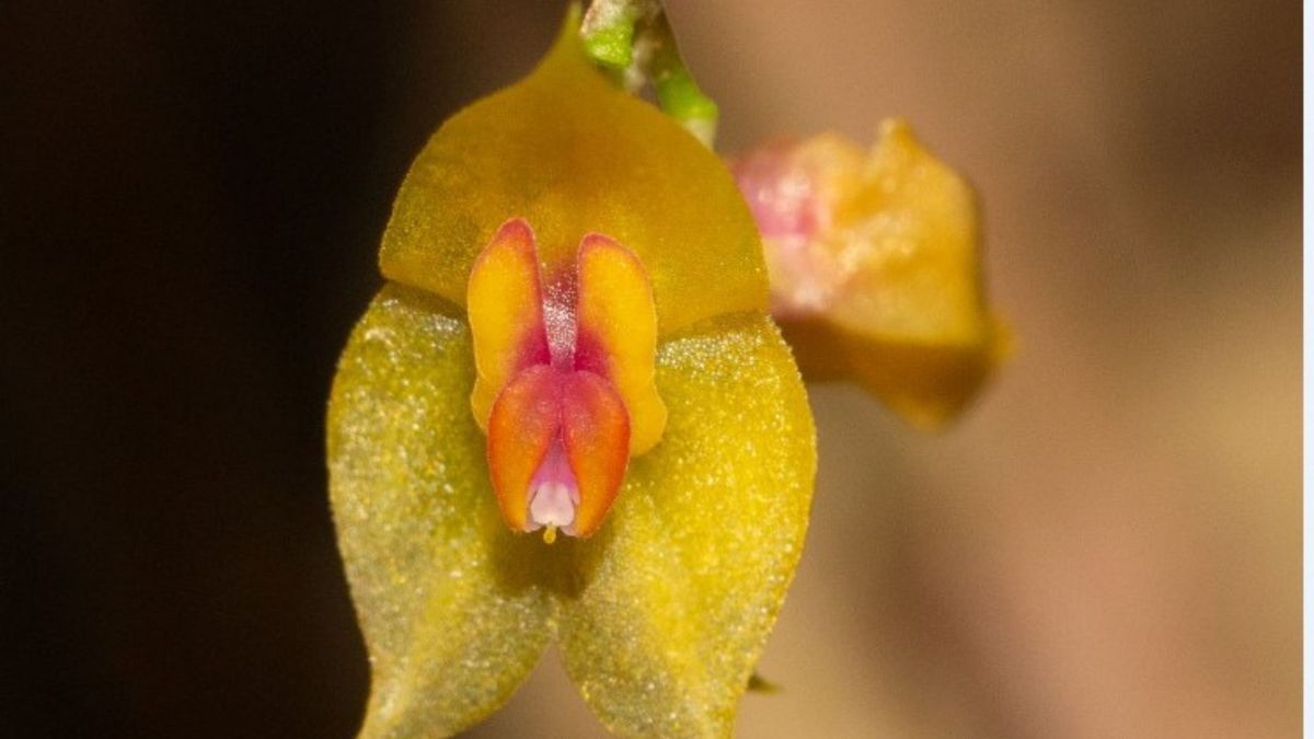 Lepanthes leonmoralesii