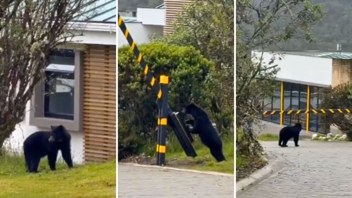 Oso andino en La Calera: lo buscan tras entrar a condominio