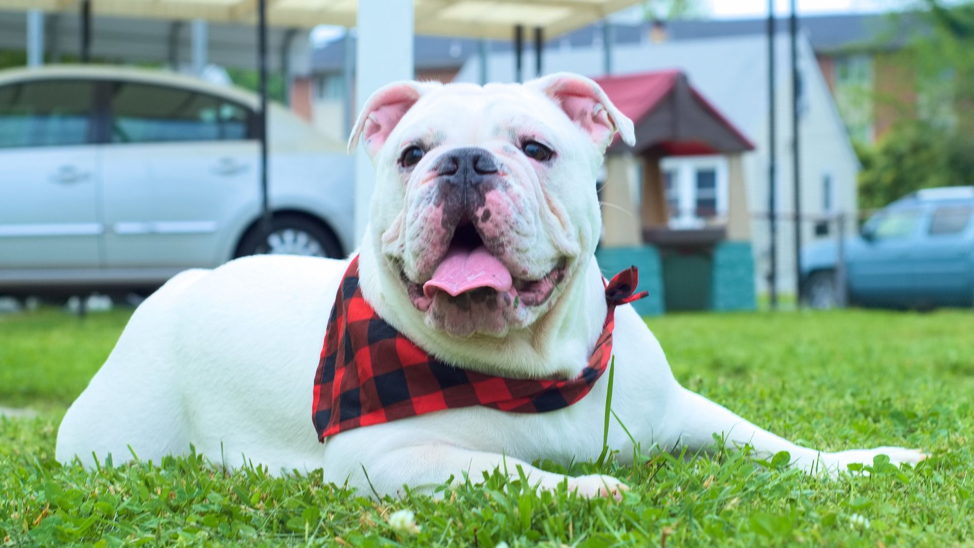 ¿Qué obligaciones tienen los dueños de perros de manejo especial en Bogotá?