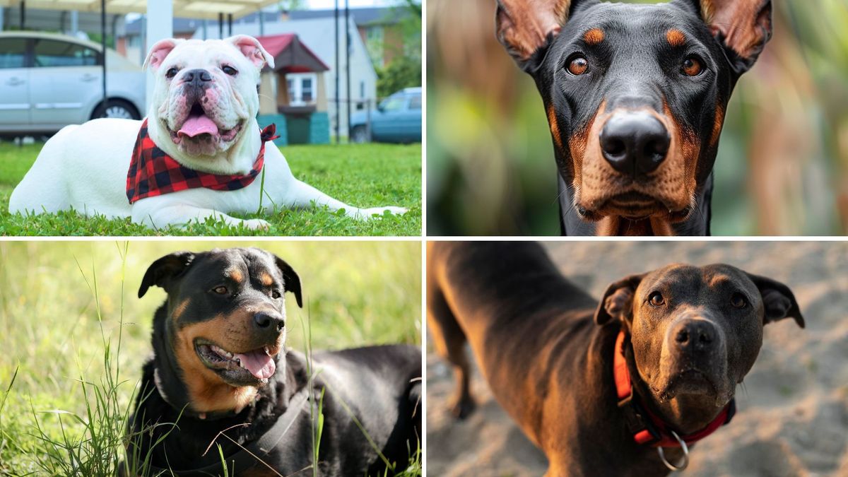 ¿Los perros de manejo especial son agresivos por naturaleza?