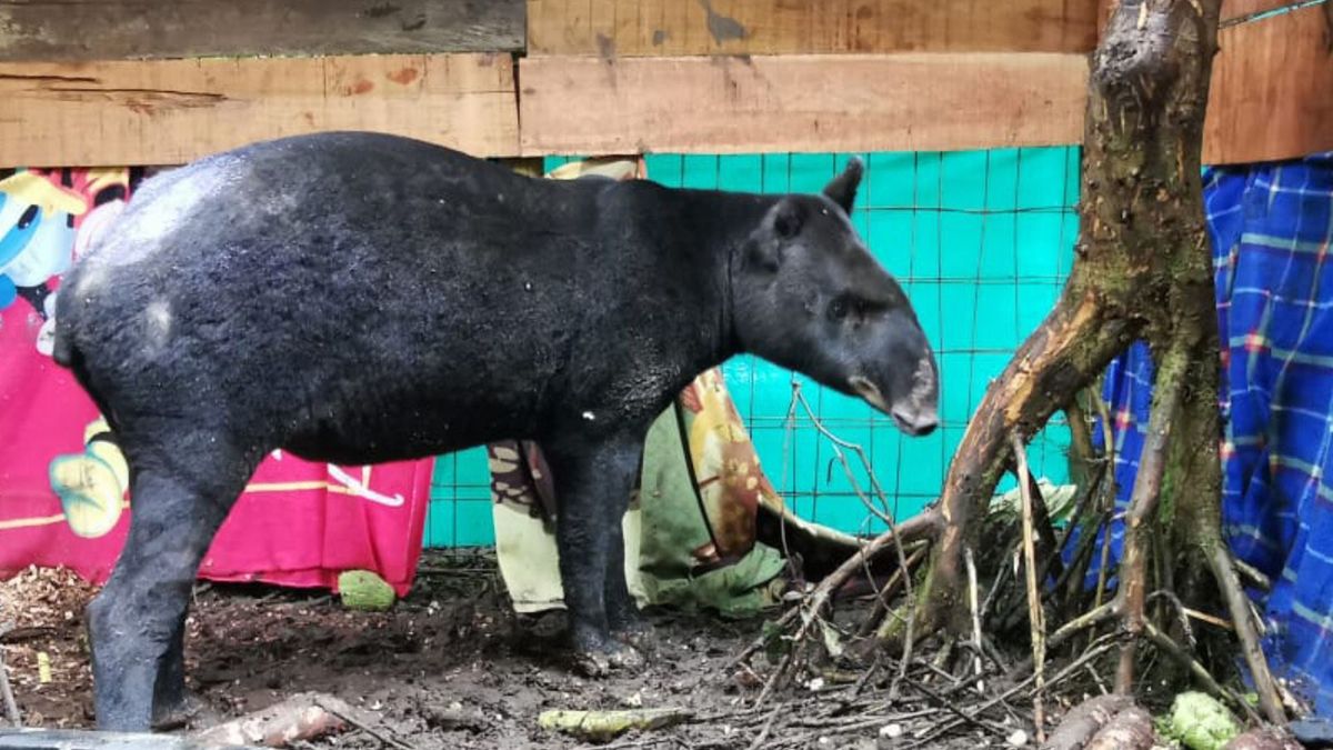Perros ferales están atacando y matando animales silvestres en Risaralda