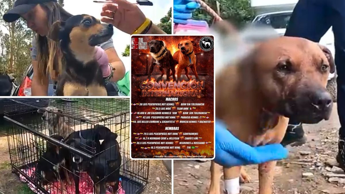 Cómo operaba la convención clandestina de peleas de perros en Cundinamarca