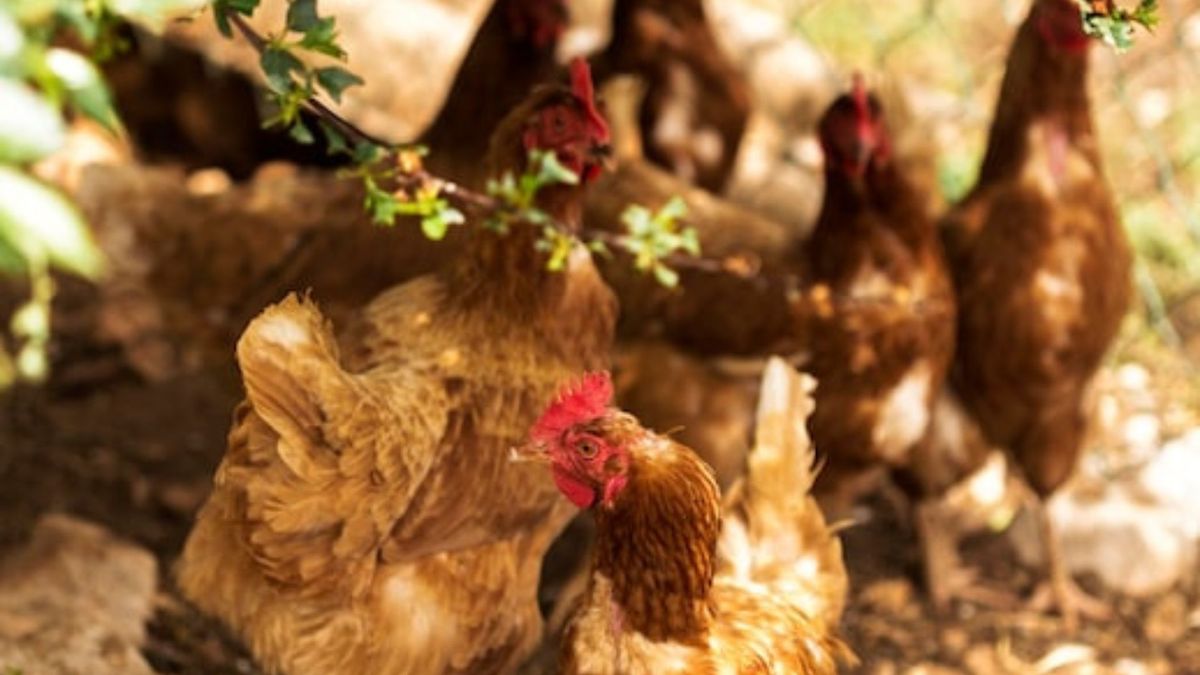 Gallinas