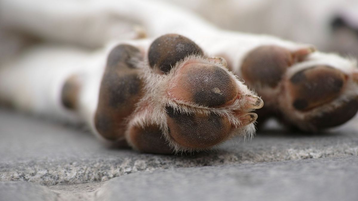 Caso de presunto maltrato animal.