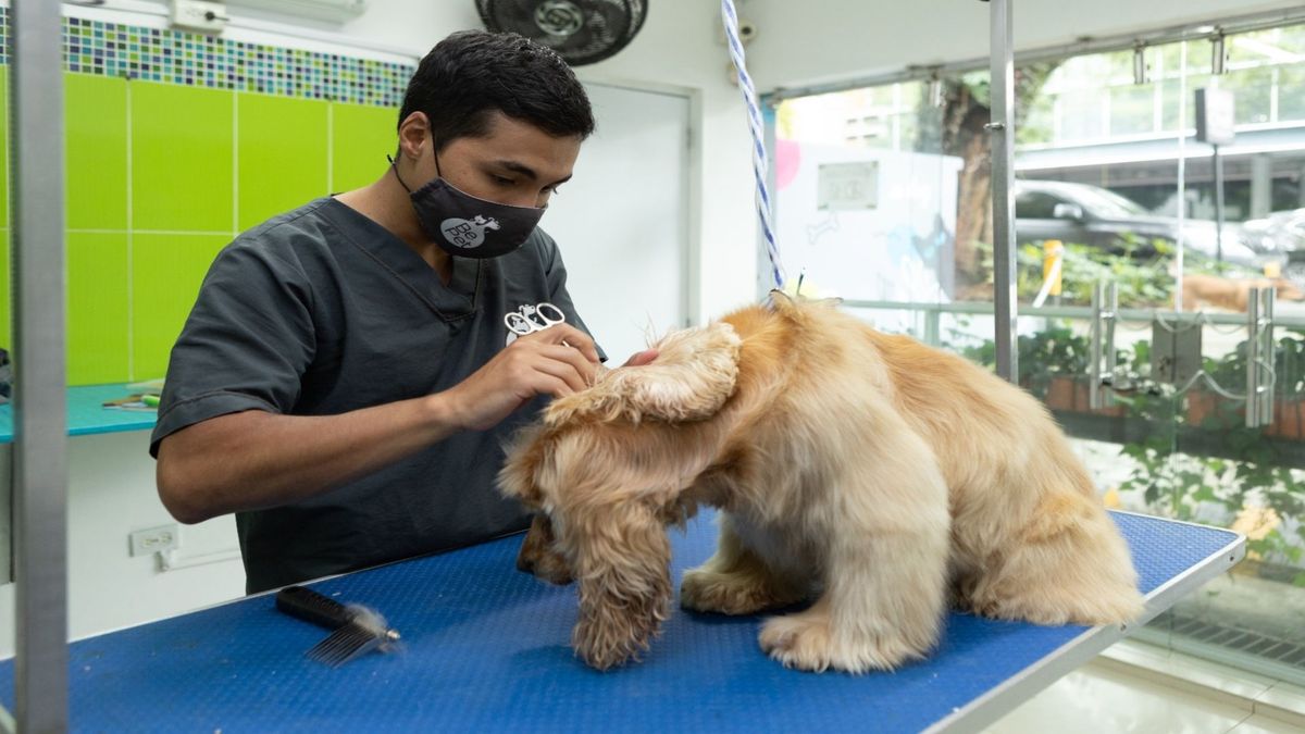 Revisiones a veterinarias en Medellín