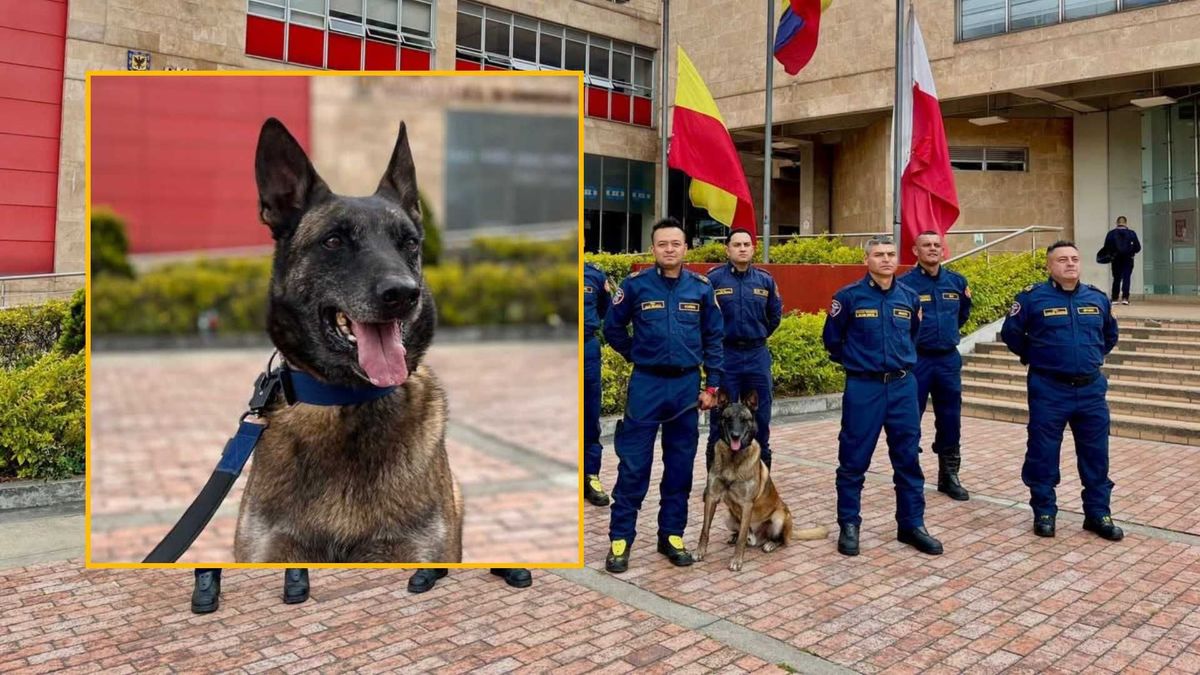 Dastan, el perro de Bomberos Bogotá que rescatará personas en Venezuela