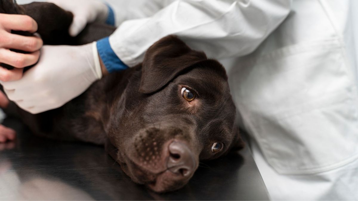 Envenenan perros en Kennedy: un muerto y cinco intoxicados