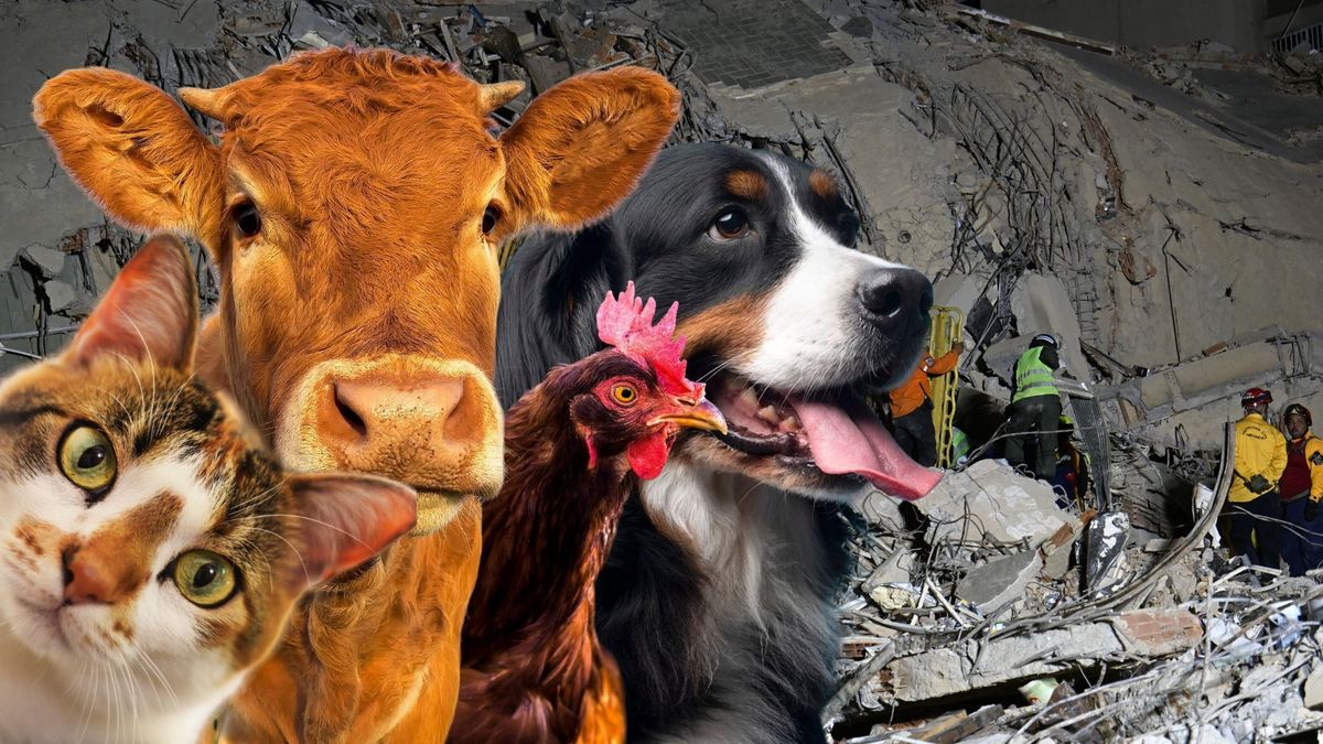 ¿Dónde dar donaciones para perros y gatos afectados por el terremoto en Venezuela?
