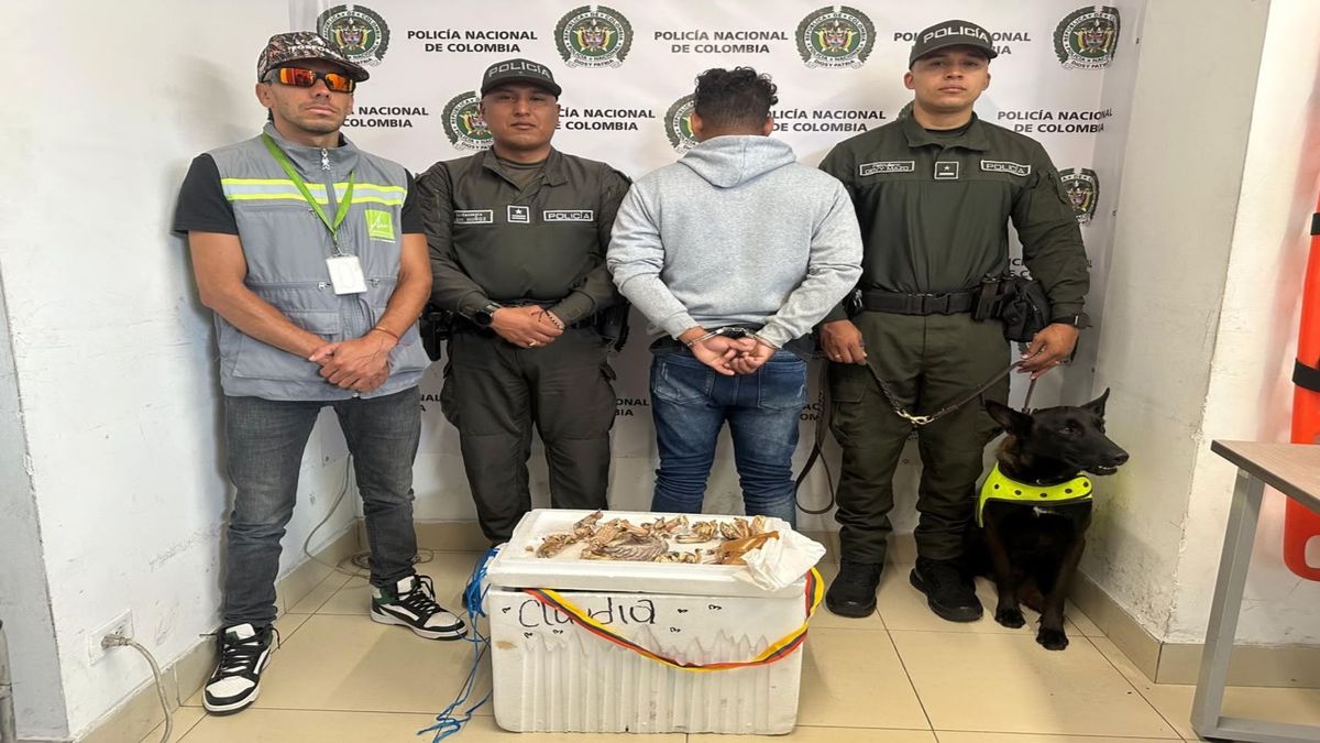 Hombre con partes de iguana en Medellín