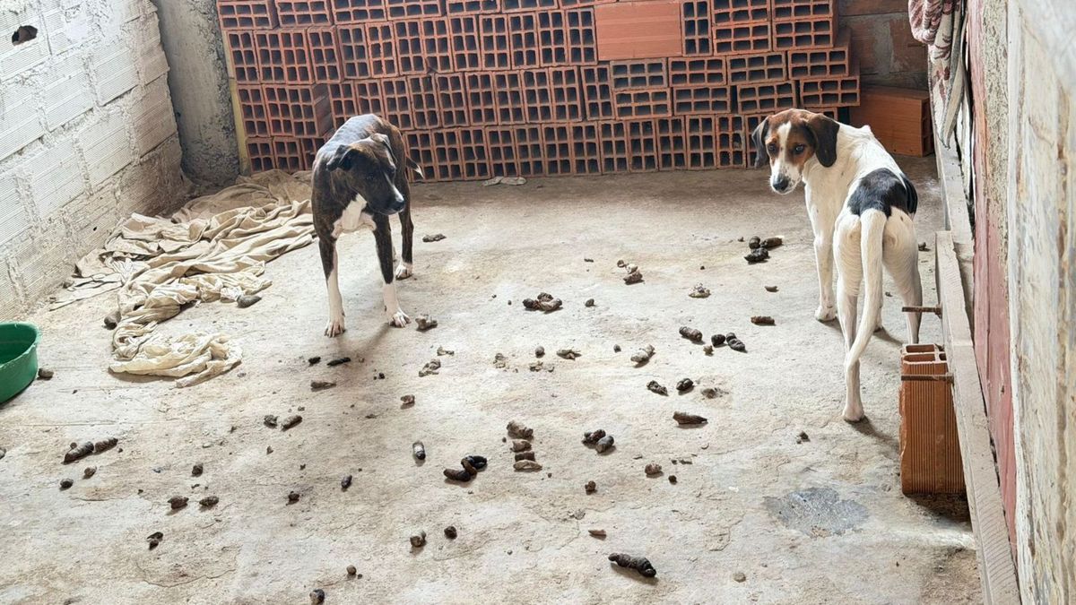 Perros rescatados en Dosquebradas