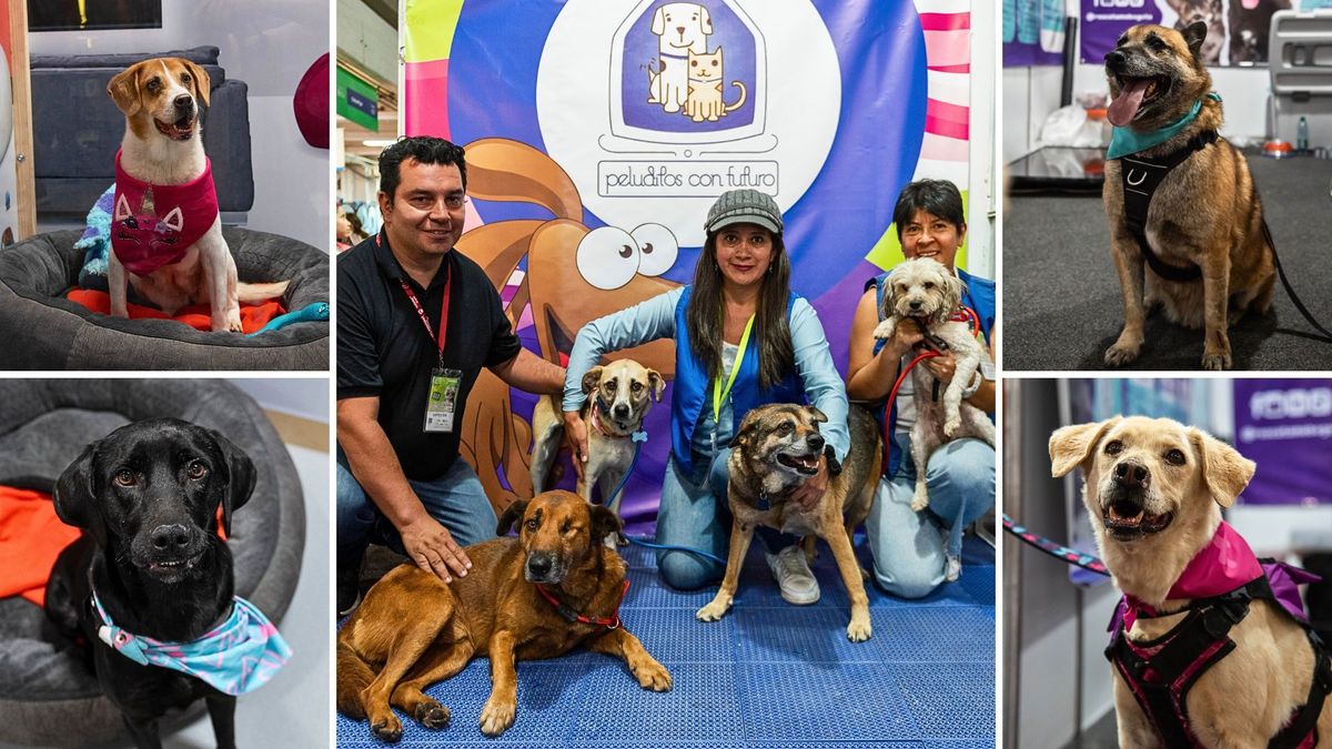 ¿Cómo será el proceso para adoptar un perro o gato en Expopet 2026?
