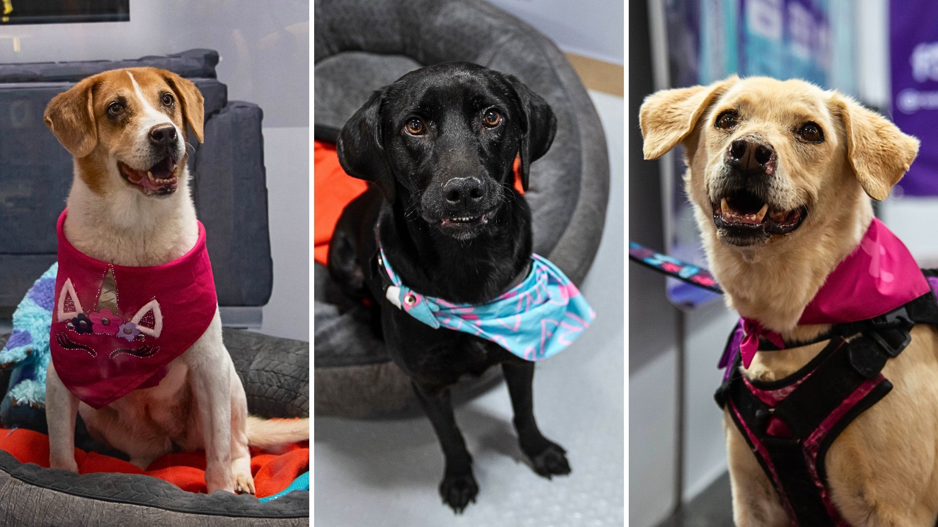 ¿Cómo será el proceso para adoptar un perro o gato en Expopet 2026?