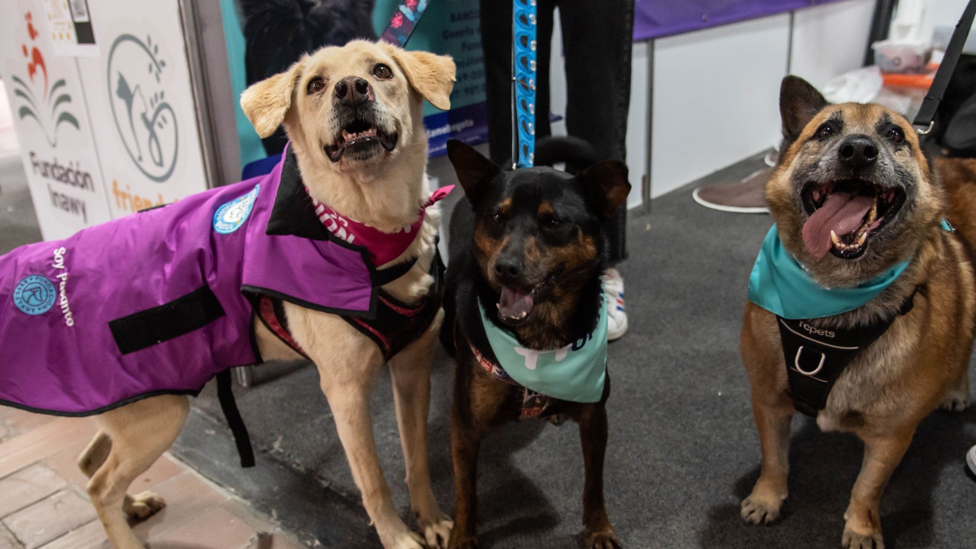 Requisitos para adoptar una mascota en Expopet 2026