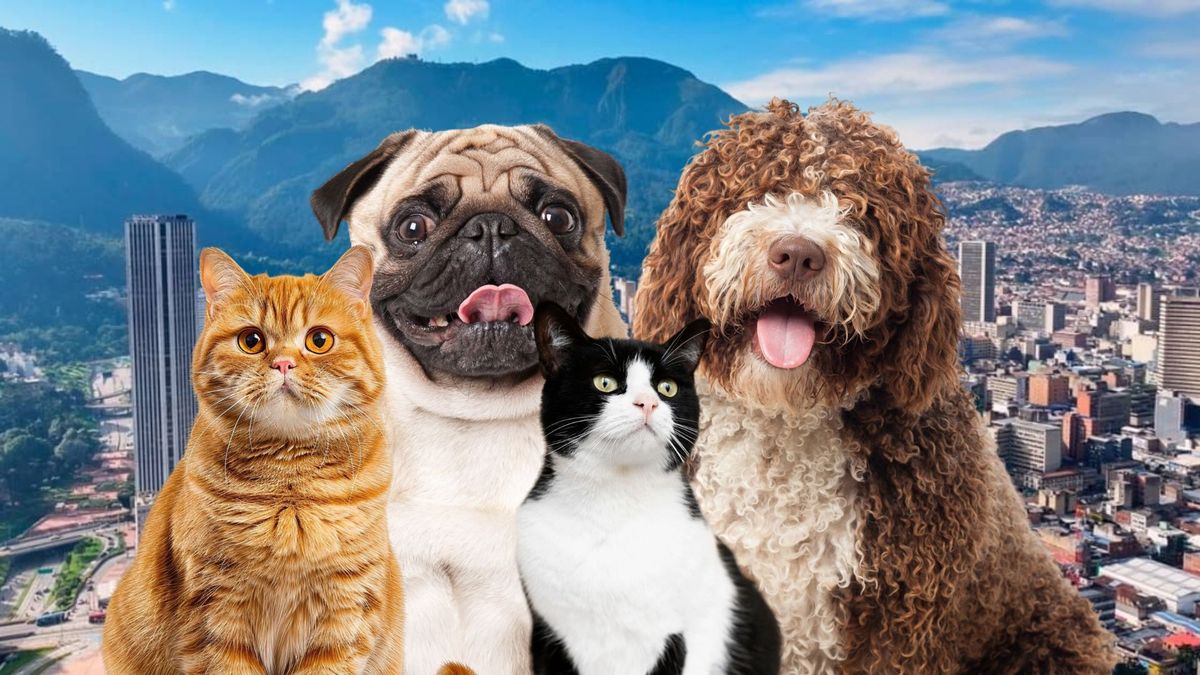 Bogotá abre miles de cupos para esterilizar mascotas gratis: revise fechas y barrios