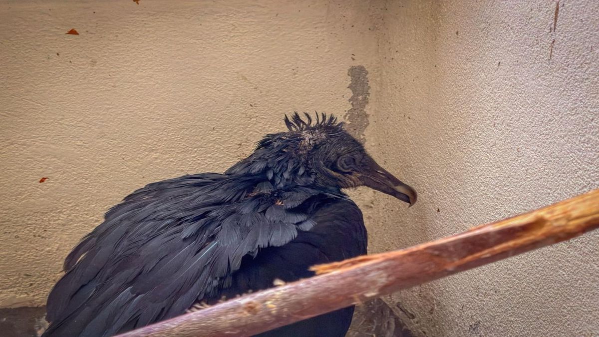Gallinazo atacado con aceite caliente