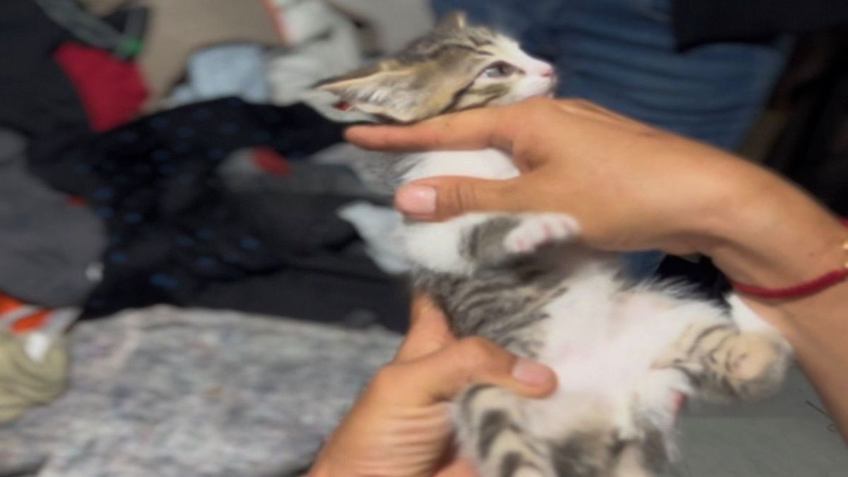 Gato rescatado en Marinilla, Antioquia