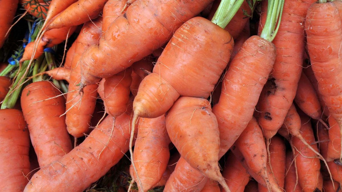 Zanahorias deformes, más saludables que las normales.
