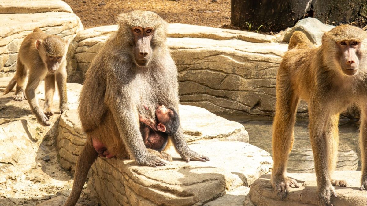 Papión nació en Zoológico de Cali