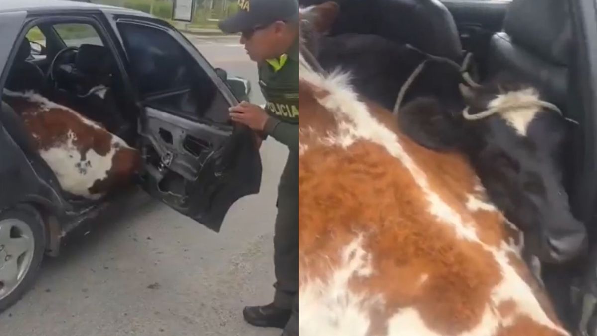 Policía encontró dos vacas en carro particular en Boyacá