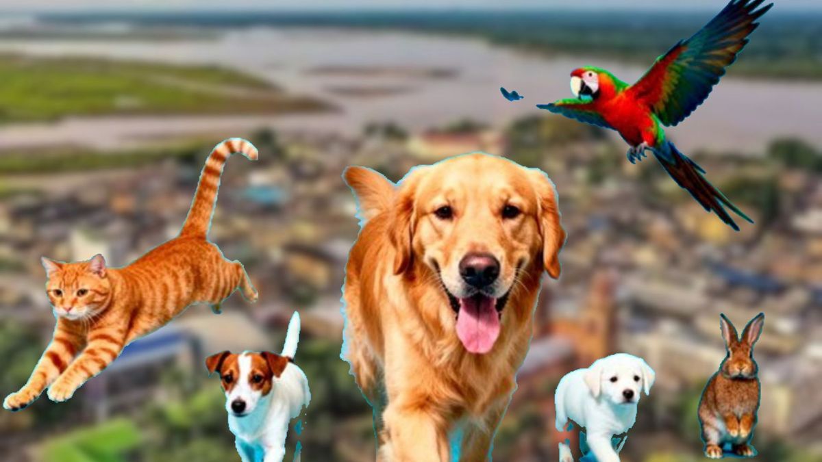 Animales Barrancabermeja