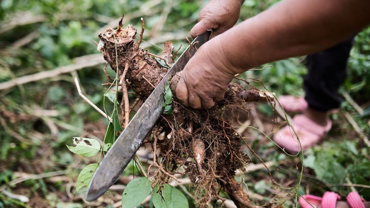 Campo Colombia - biodiversidad