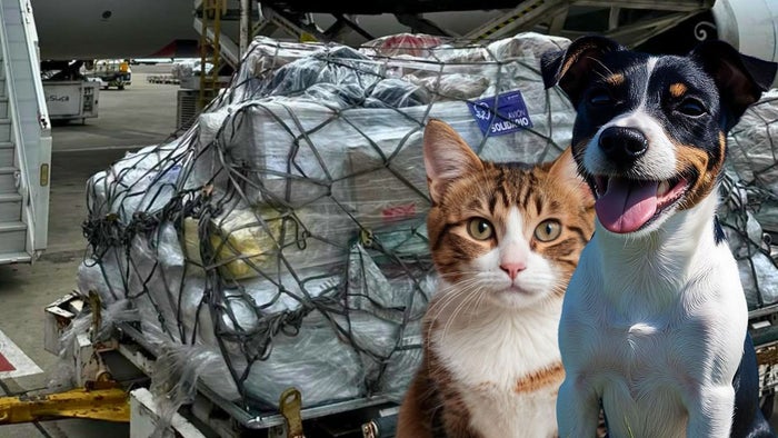 ¿Qué ayuda envió Bogotá para los perros y gatos afectados por el terremoto en Venezuela?