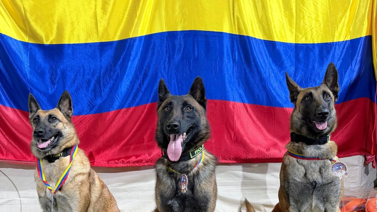 ¿Quiénes son Candy, Rojo, Tamy y Dastan, los perros rescatistas condecorados en Venezuela?