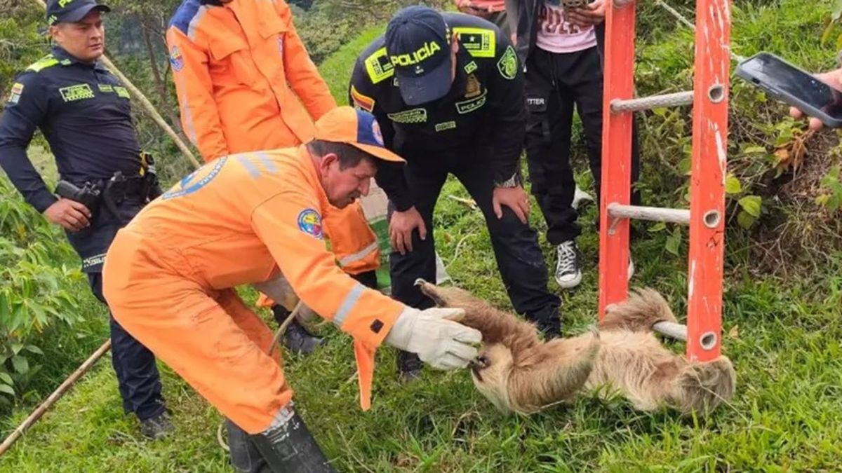 Oso perezoso fue puesto a salvo luego de quedar atrapado en una red eléctrica en Santander
