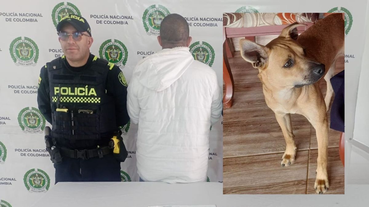 Muerte de Perro "Oro" en Manizales