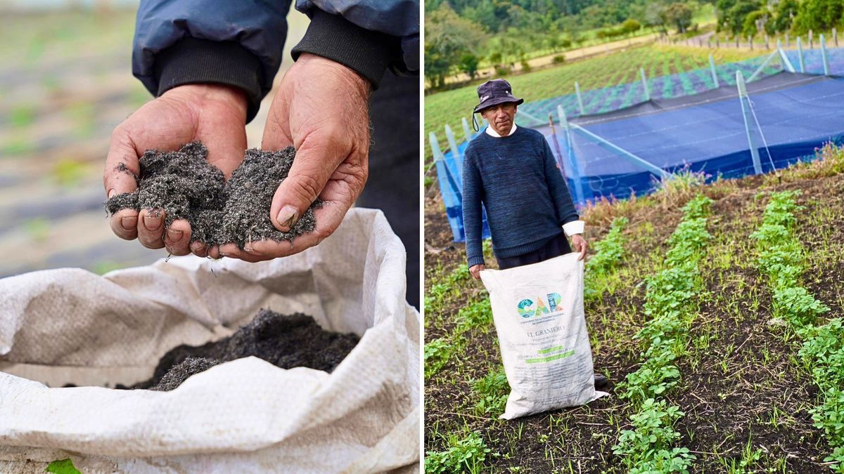 ¿Qué municipios recibieron el fertilizante elaborado con buchón de agua?