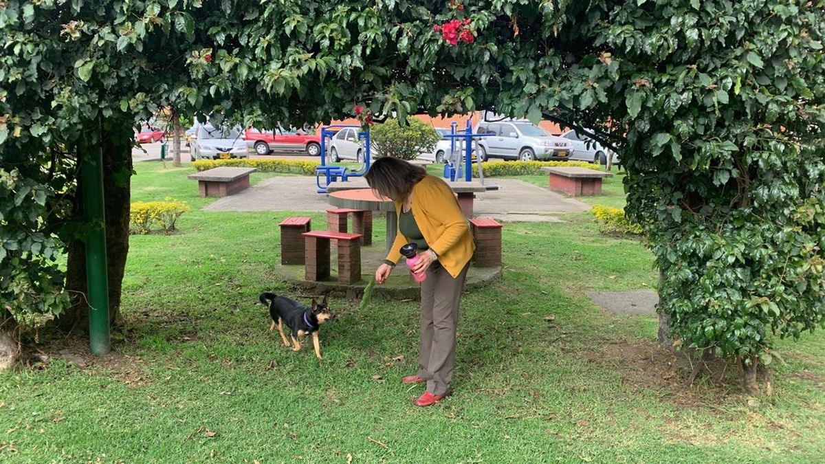 Paseo perros por conjuntos residenciales