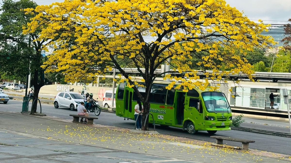 Buses SITM Bucaramanga - Metrolínea - Provenza