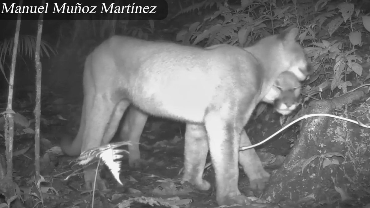 Alistamiento de varios pumas en zona de reserva en el Quindío da buenos indicios de procesos de recuperación de sectores intervenidos