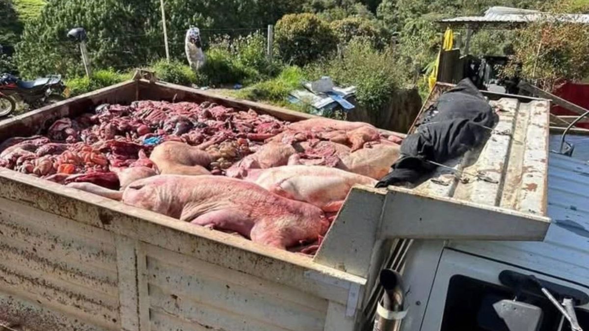 Mataderos clandestinos en Antioquia.