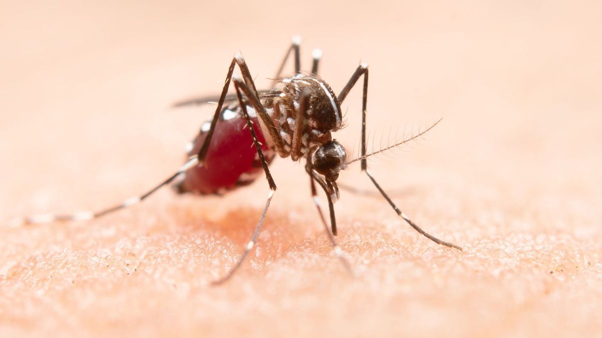Tolima supera los 1.800 casos de dengue en lo corrido del año