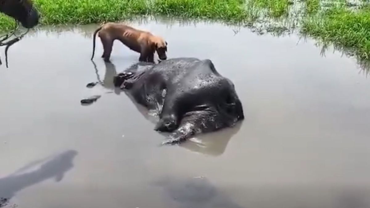 Mortandad de animales en Barrancabermeja