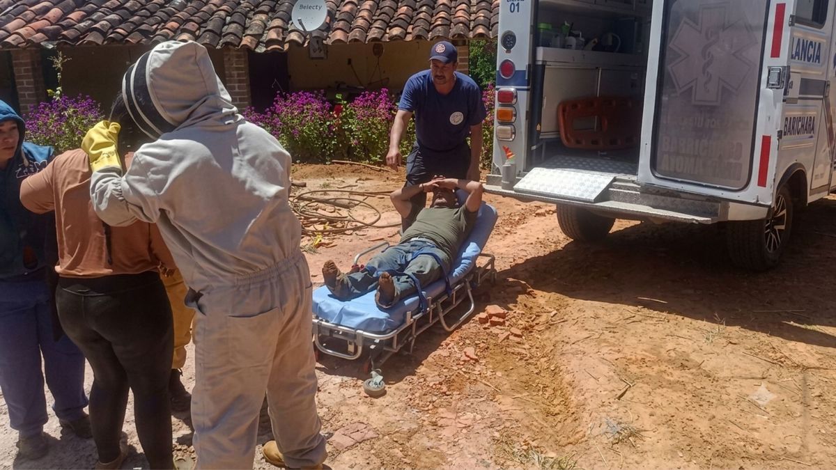 Padre e hija atacada por abejas