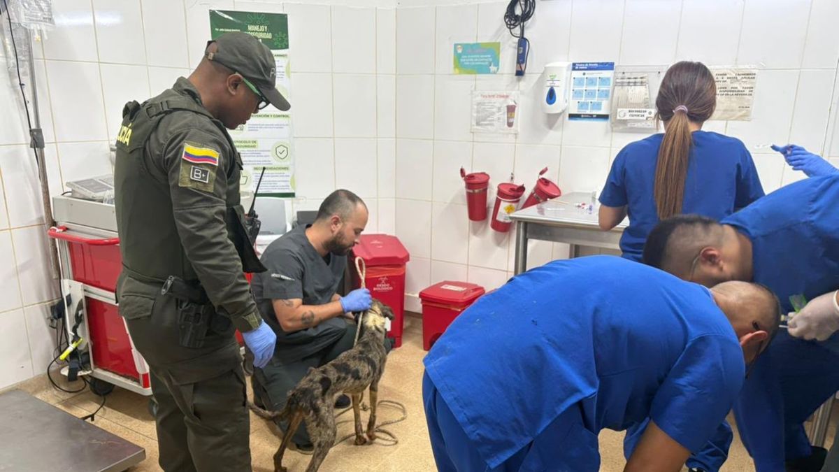 Autoridades rescataron 10 perritos desnutridos y abandonados en Medellín