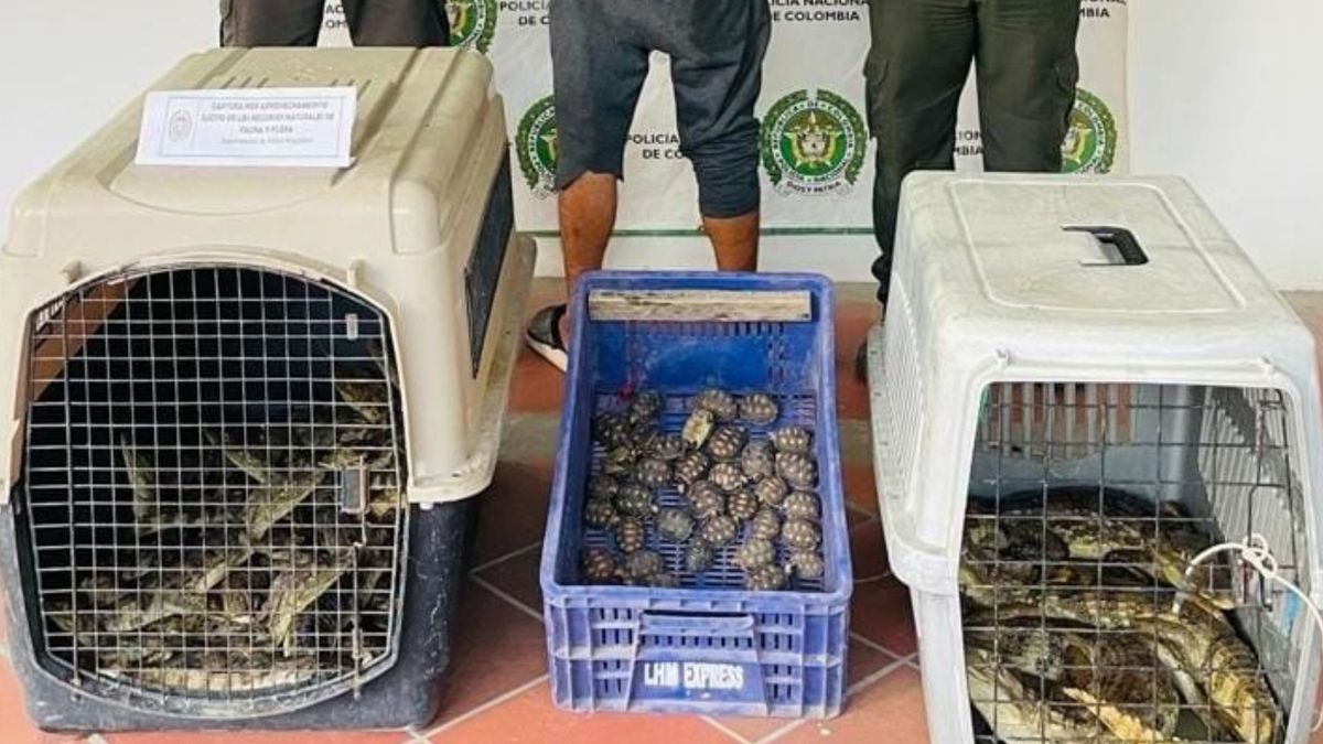 Animales silvestres rescatados en el Magdalena