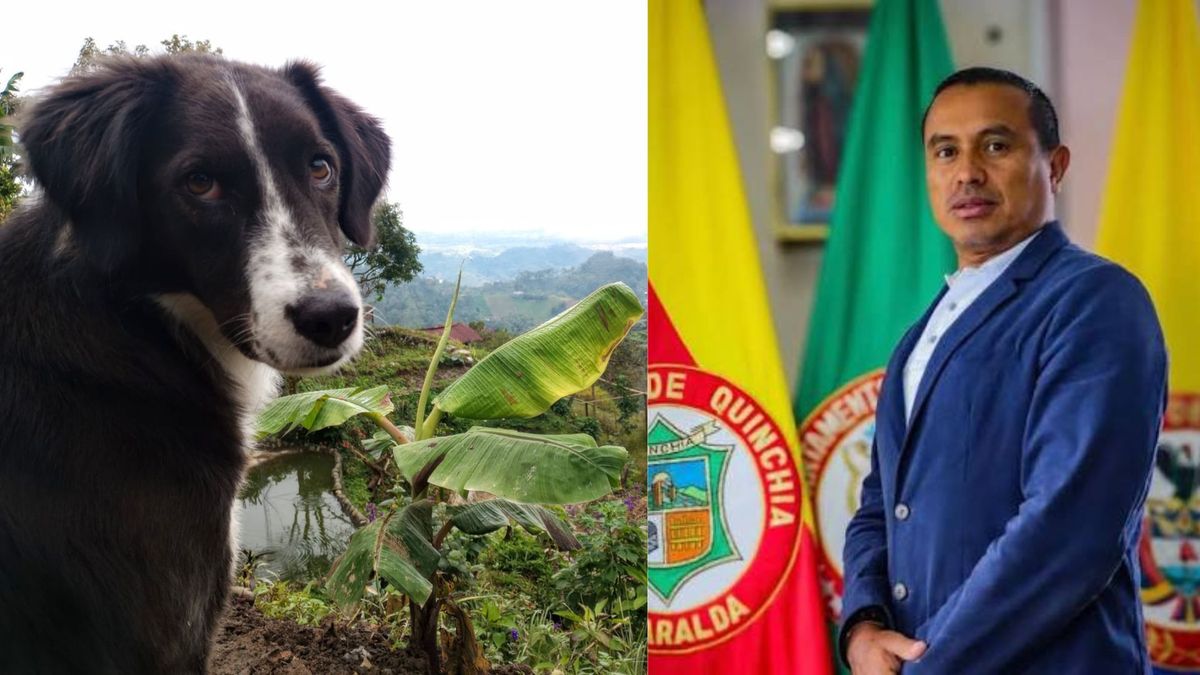 Rechazo en Quinchía por propuesta de comparendos a quienes ayuden a perros abandonados.