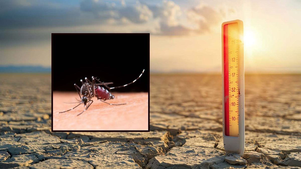 Llegada del fenómeno de El Niño podría elevar casos de dengue, zika y chikunguña en Risaralda