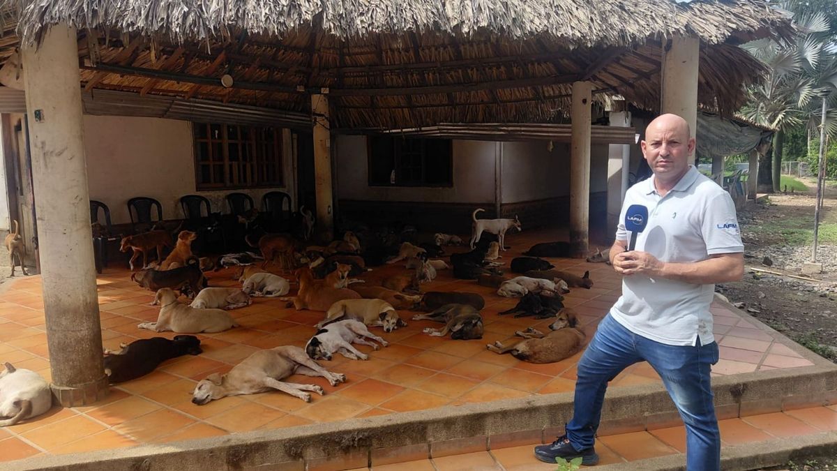 Albergue Amor Animal