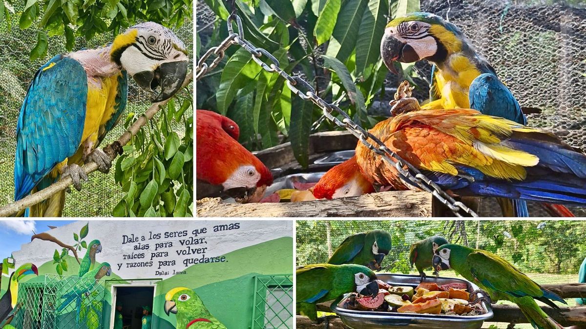 ¿Cómo logró la CAR rehabilitar los loros rescatados del tráfico ilegal?