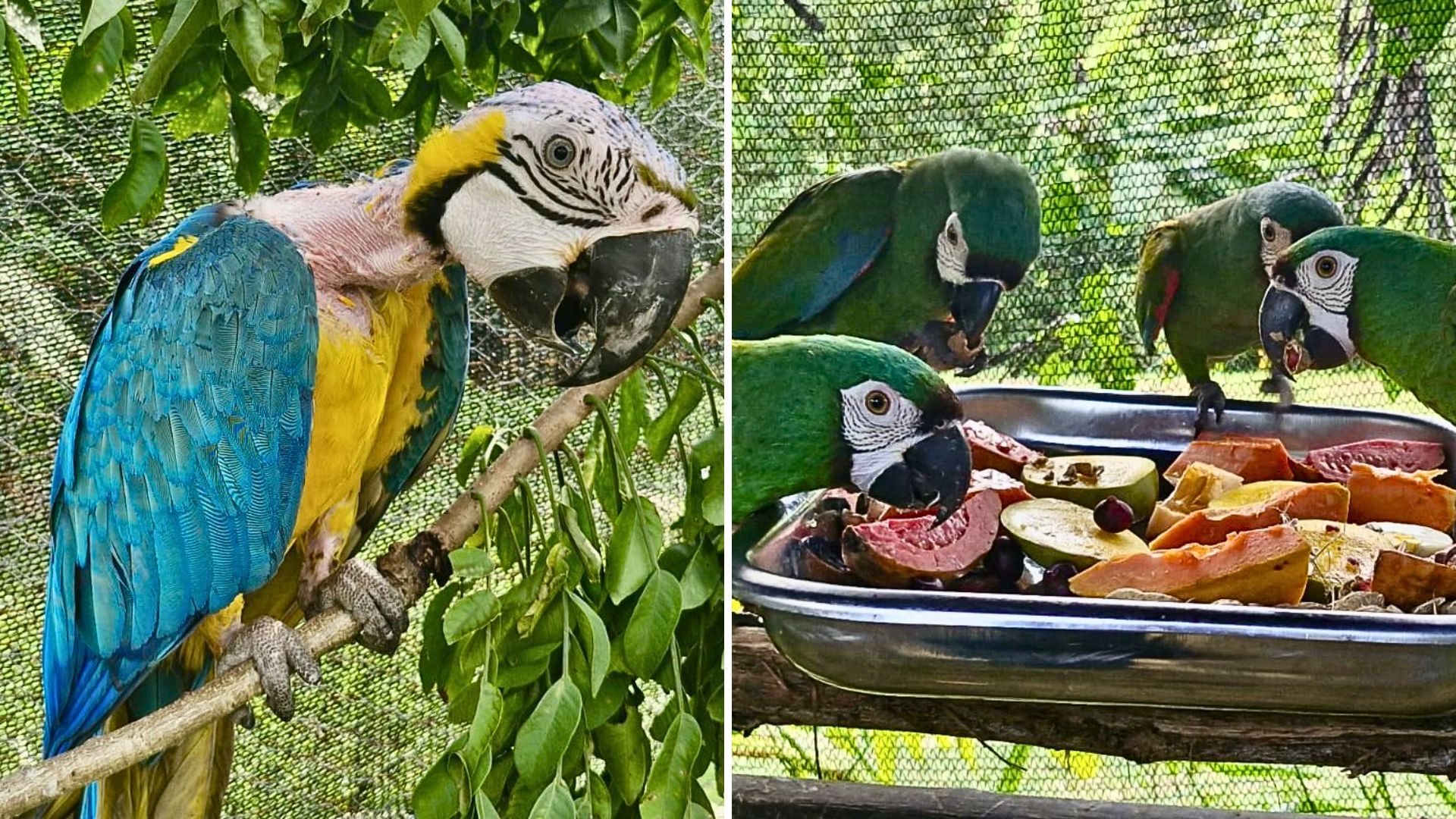 Rehabilitación de loros en Colombia dejó resultados positivos