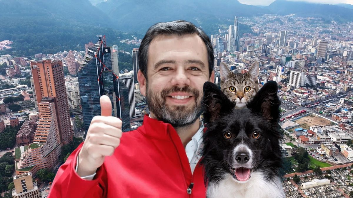 Perros y gatos perdidos en Bogotá: así puede reportarlos