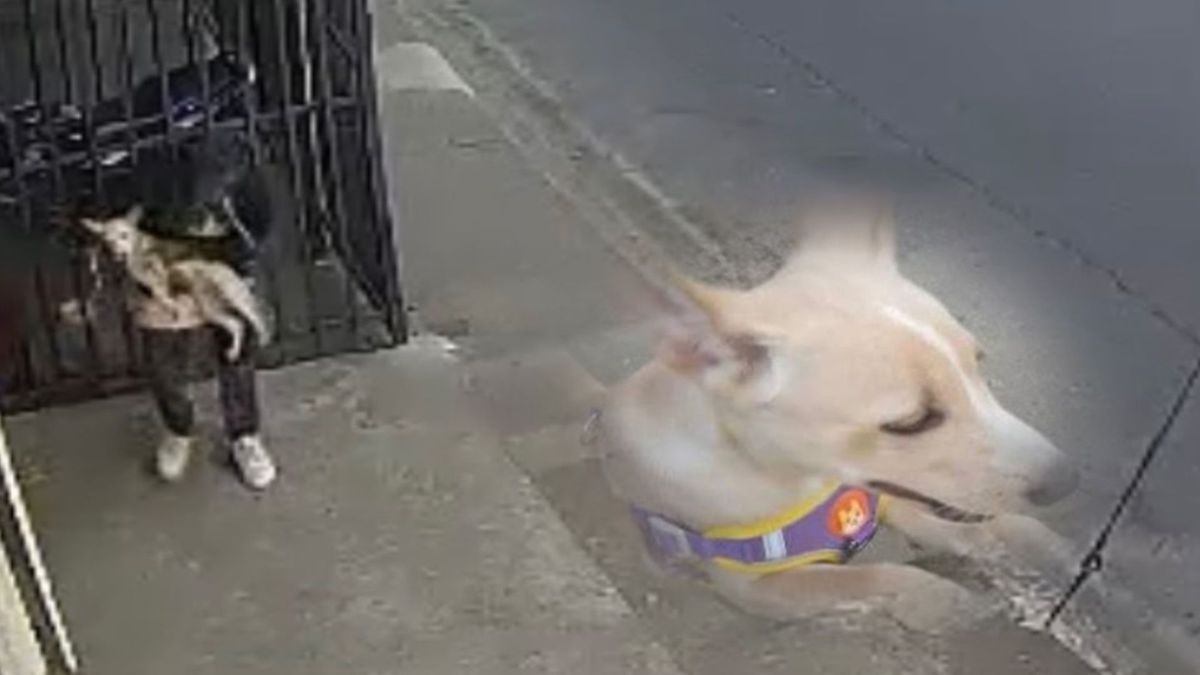 El hurto de una perrita criolla en Armenia ya tiene la atención de las autoridades