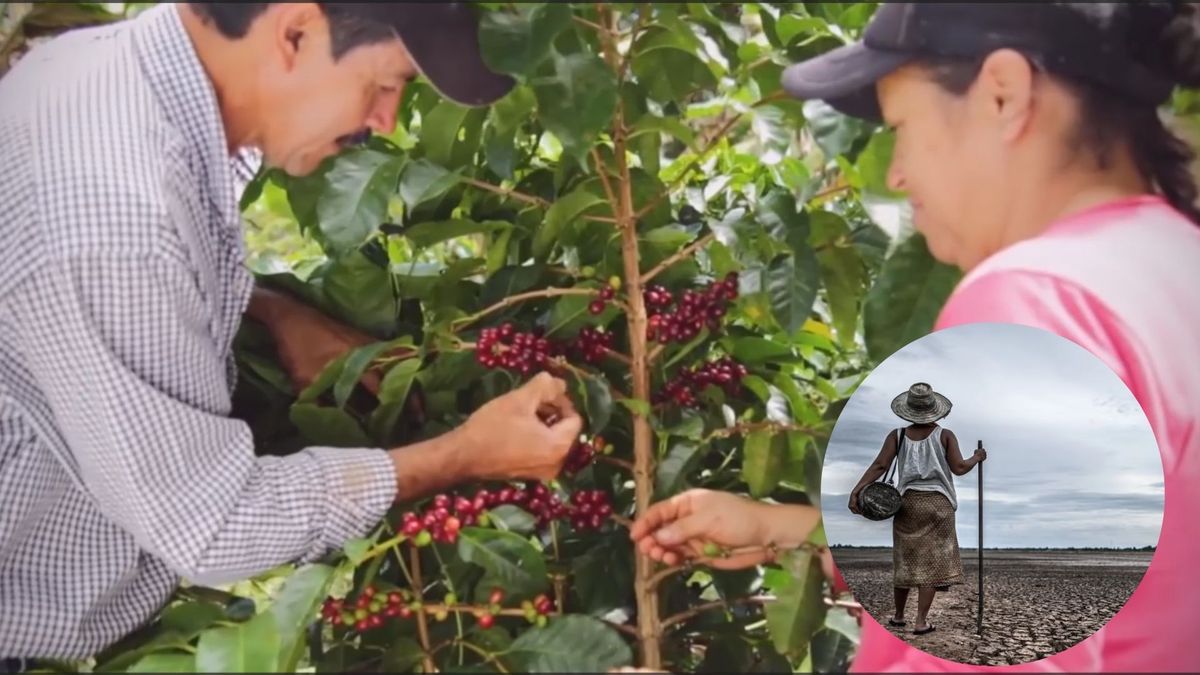 Cafeteros en riesgo fenómeno del niño