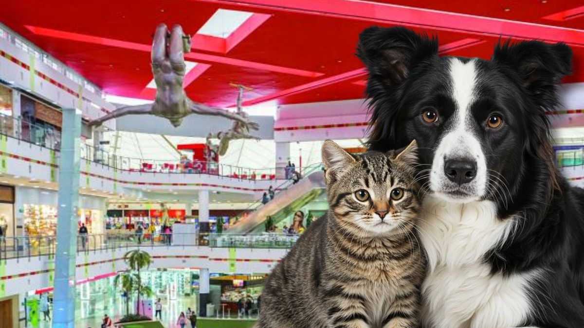 Jornada de adopción de mascotas este 18 de julio de 2026