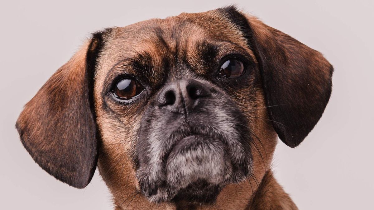 Perro tierno