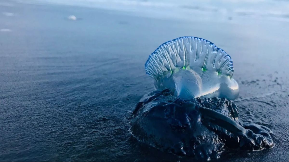 Aguamala en Santa Marta
